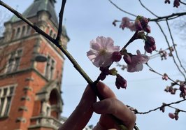 Hand zeigt Blüten der Zierkirsche vor dem Hintergrund des Alten Rathauses. Foto: Stadt Oldenburg