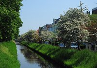 Weiß- und Rotdornblüte am Oldenburger Haarenufer