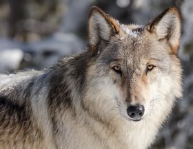 Wolf. Quelle: skeeze/pixabay.com