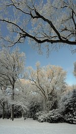 Winter im Eversten Holz