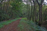 Stadtwald im Herbst