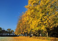 Dobbenwiese. Foto: Hans-Jürgen Zietz