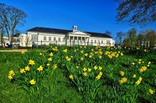 Narzissen in den Oldenburger Wallanlagen.