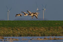 Bornhorster Huntewiesen/Moorhauser Polder. Foto: Roland Nappe