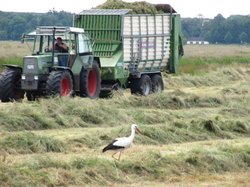 Storch in der Klostermark. Foto: Stadt Oldenburg