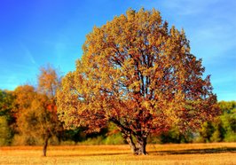 Baum mit Laub. Foto:giani/Pixabay