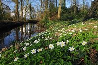 Frühlingserwachen - Warme Sonnenstrahlen im Oldenburger Schlossgarten. Foto: Hans-Jürgen Zietz