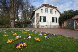 Krokusse vor dem Hofgärtnerhaus im Schlossgarten. Foto: Hans-Jürgen Zietz