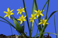 Links: Gelbstern im Botanischen Garten