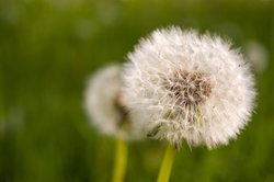 Pusteblume. Foto: Jens Oeltjendiers.