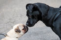 Zwei Hunde beschnuppern sich. Foto: Rudis Fotoseite/Pixelio.de Zwei Hunde beschnuppern sich. Foto: Rudis Fotoseite/Pixelio.de