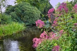 Rote Blüten am Schlossgartenteich. Foto: Hans-Jürgen Zietz