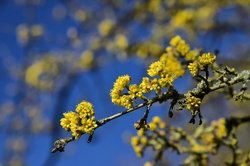 Gelbe Knospen vor blauem Himmel. Foto: Hans-Jürgen Zietz