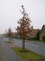 Zu sehen sind neu gepflanzte Eichen im Nachgang des Straßenausbaus am Rauhehorst. Foto: Stadt Oldenburg