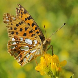 Silbriger Perlmuttfalter. Foto: Schmetterling-Raupe.de