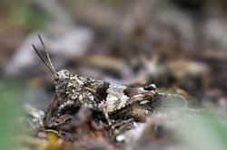 Blauflüglige Ödlandschrecke. Foto: Hans-Jürgen Zietz Blauflüglige Ödlandschrecke. Foto: Hans-Jürgen Zietz