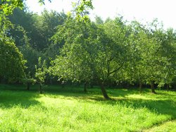 Streuobstwiese an der alten Braker Bahn. Foto: Angela Brokmeier