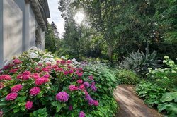 Blühende Hortensien im Oldenburger Schlossgarten. Foto: Hans-Jürgen Zietz