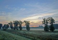 Alte Bäume - junger Morgen