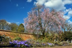 Blühende Blutpflaumen im Oldenburger Schlossgarten. Foto: Hans-Jürgen Zietz