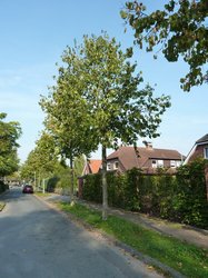 Baumhasel im Nikolaikirchweg. Foto: Stadt Oldenburg