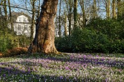 Krokusblüte im Oldenburger Schlossgarten. Foto: Hans-Jürgen Zietz