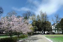 Rosarote Blütenträume: Frühling am Oldenburger Cäcilienplatz