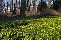 Winterlinge im Oldenburger Schlossgarten. Foto: Hans-Jürgen Zietz