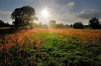 Frühsommerliche Farbenpracht - Naturnahe Wiese im Landschaftsschutzgebiet Buschhagenniederung. Foto: Hans-Jürgen Zietz