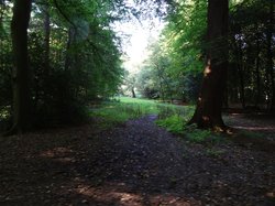 Blick zwischen Bäumen auf eine Freifläche im Everstenholz. Foto: Stadt Oldenburg