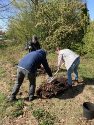 Drei Menschen pflanzen einen Strauch. Foto: Stadt Oldenburg