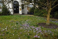 Krokusse vor der Oldenburgischen Landschaft in der Gartenstraße. Foto: Hans-Jürgen Zietz