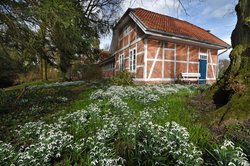 Schneeglöckchen im Oldenburger Schlossgarten. Foto: Hans-Jürgen Zietz