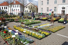 Blumen auf dem Wochenmarkt Pferdemarkt. Foto: Stadt Oldenburg