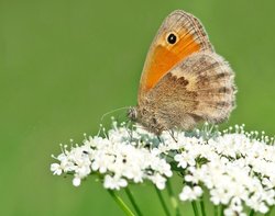 Kleines Wiesenvögelchen. Foto: Schmetterling-Raupe.de