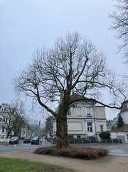 Große Platane am Cäcilienplatz. Foto: Stadt Oldenburg