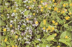 Bunte Wiesenblumen. Foto: Stadt Oldenburg