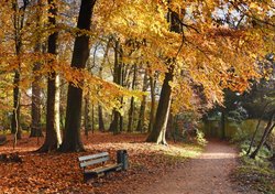 Leuchtende Herbstfärbung im Eversten Holz in Oldenburg. Foto: Hans-Jürgen Zietz