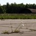 Vorschau: Gänseblümchen mit Shelter im Hintergrund. Foto: Stadt Oldenburg