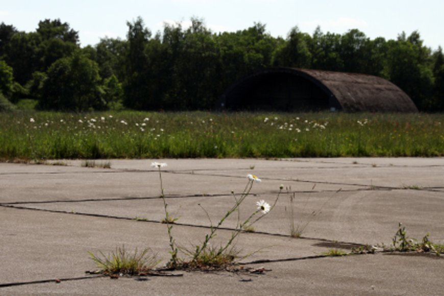 Gänseblümchen mit Shelter im Hintergrund. Foto: Stadt Oldenburg