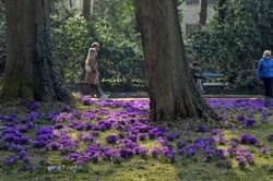 Krokusse und Sparziergänger im Schlosspark. Foto: Hans-Jürgen Zietz