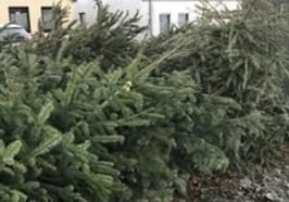 Ein Haufen abgegebener Weihnachtsbäume. Foto: Stadt Oldenburg