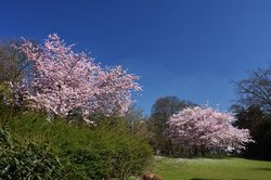 Blühende Zierkirschen im Oldenburger Schlossgarten. Foto: Hans-Jürgen Ziets