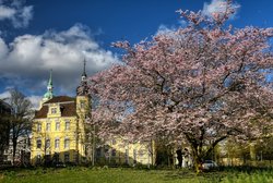 Blühende Blutpflaumen im Oldenburger Schlossgarten. Foto: Hans-Jürgen Zietz