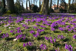 Krokusse im Oldenburger Schlossgarten. Foto: Hans-Jürgen Zietz