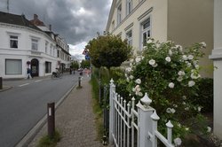 Blühender Strauch an der Katharinenstraße. Foto: Hans-Jürgen Zietz