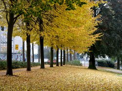 Es herbstet sehr. Foto: Werner Fuhlrott  