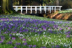 Krokusblüte im Oldenburger Schlossgarten. Foto: Hans-Jürgen Zietz