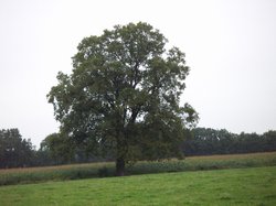 Eßkamp 78: Eiche (Naturdenkmal). Foto: Stadt Oldenburg