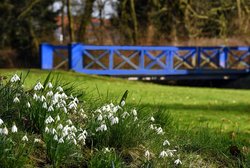 Schneeglöckchen an der Blauen Brücke im Oldenburger Schlossgarten. Foto: Hans-Jürgen Zietz